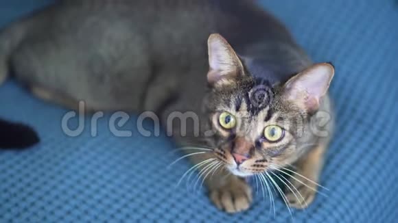 可爱的阿比西尼亚猫躺在床上环顾四周一只有大眼睛和漂亮爪子的宠物放松视频的预览图