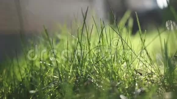 绿色的新鲜草叶在阳光下随风摇动在阳光明媚的天气里拍摄春季冬季户外战斗的特写镜头视频的预览图