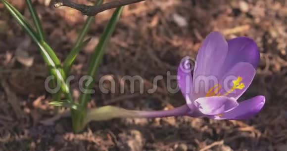 浅风在室外摇动嫩紫色花朵的宏观镜头花园土壤中生长的藏红花的特写镜头视频的预览图