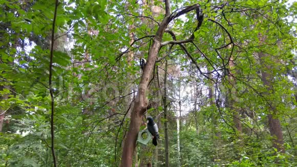 森林鸟在一棵树上公园里有一个鸟屋视频的预览图
