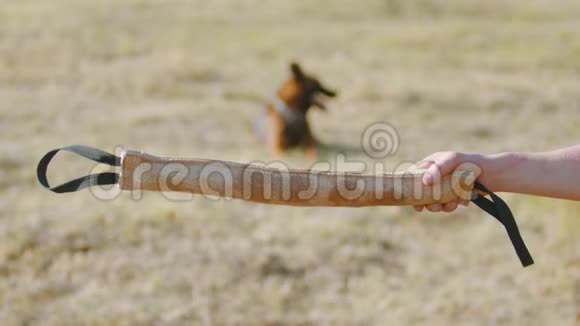 一个训练他的德国牧羊犬的人把抓钩作为目标视频的预览图