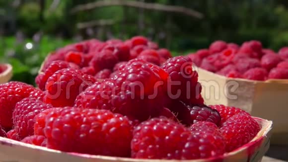户外收获多汁的红树莓的篮子全景视频的预览图