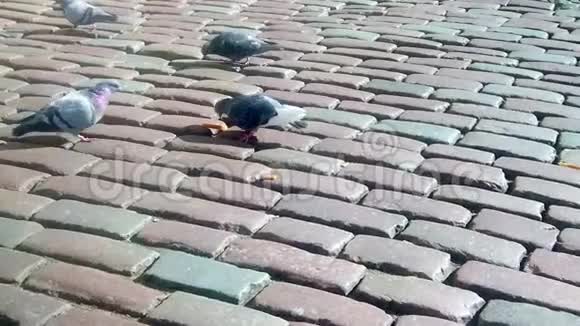一群城市的黑鸽子在鹅卵石路面上视频的预览图