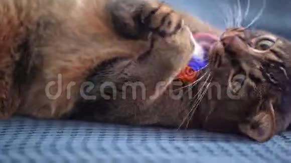 一只漂亮的猫在床上的蓝色毯子上玩玩具特写静态镜头玩的宠物咬伤和抓伤视频的预览图