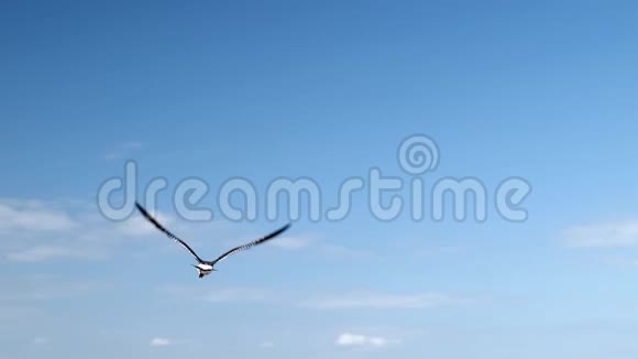 海鸥飞翔在蓝天和白云的背景下翅膀拍打也翱翔手握慢动作片段视频的预览图