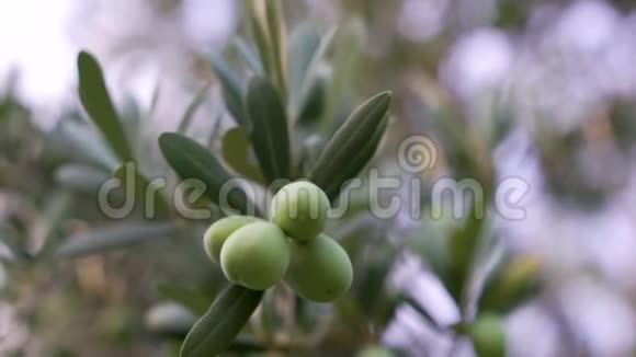 绿色橄榄枝树的近景阳光明媚的一天阳光明媚视频的预览图