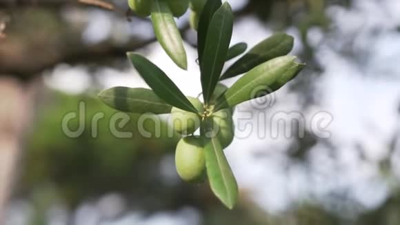 绿色橄榄枝树的近景阳光明媚的一天阳光明媚视频的预览图