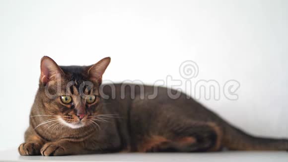 有趣好玩的漂亮猫躺在基座上看着玩具的大眼睛阿比西尼亚品种的宠物视频的预览图