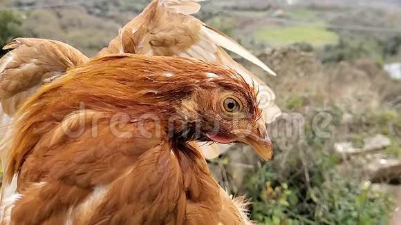 野生农场母鸡眨眼慢动作薄膜细节鸡鸟视频的预览图