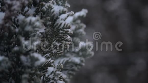 雪落在花园里的树枝上冬天下雪的天气初雪覆盖的树枝视频的预览图