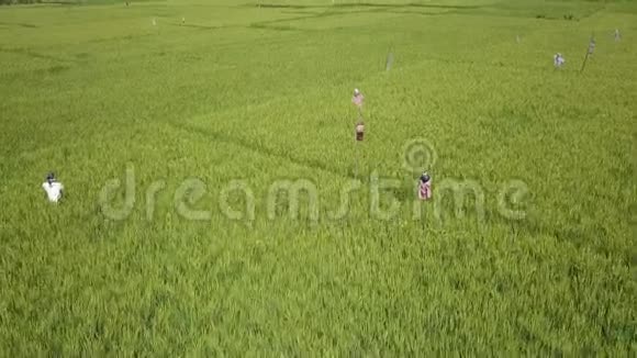 空中射击与无人机飞行在绿色和美丽的稻田上空在蓝天下的夏天视频的预览图