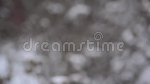 雪落时覆盖着冰的灌木丛的树枝冬天下雪寒冷的早晨视频的预览图
