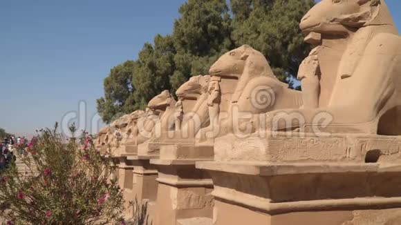 像狮身人面像的雕像有公绵羊头和狮子的身体在卡纳克寺建筑群视频的预览图