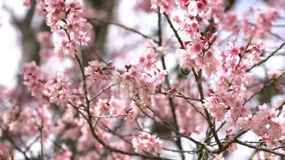美丽的粉红色樱花与阳光视频的预览图