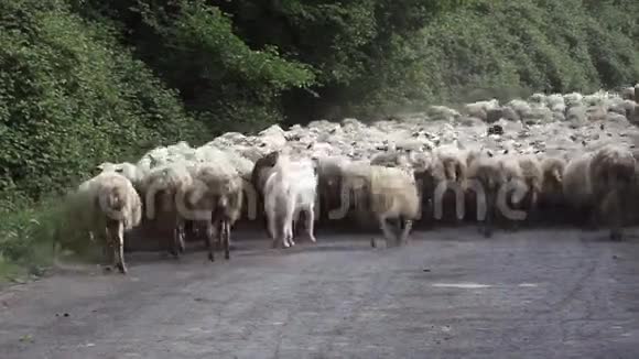 牧羊犬跟随牧羊犬视频的预览图