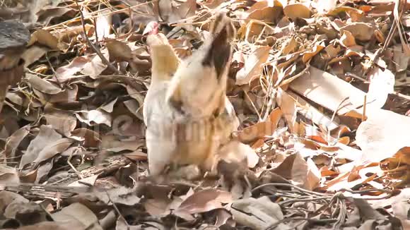 用干叶在地面上寻找食物的雄鸡视频的预览图