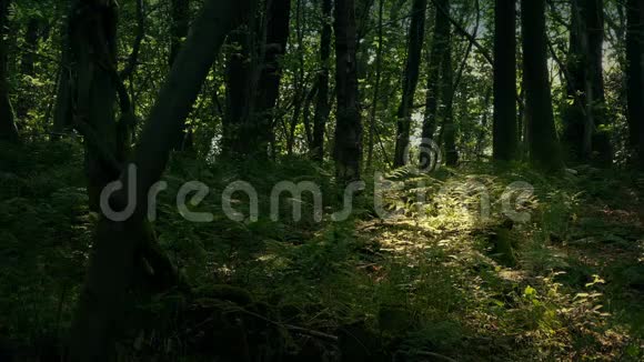 阳光透过树林深处照耀视频的预览图