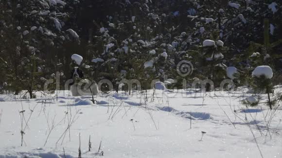 黑白相间的英国公鸡猎犬在雪地里奔跑视频的预览图