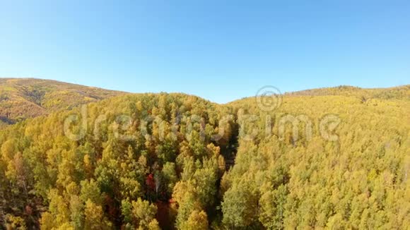 无人机飞过黄树秋天森林的鸟瞰图视频的预览图