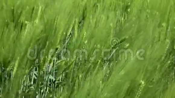 为绿色产业的美丽春天麦田和绿色小麦特写草在风中摇曳视频的预览图