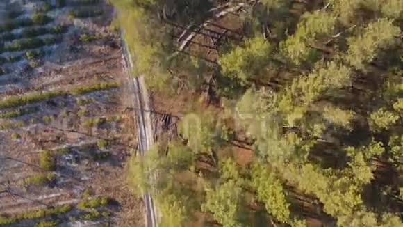 砍伐森林空中射击飞越砍伐树木生态灾难视频的预览图