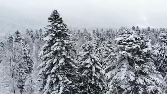 一个令人叹为观止的低鸟瞰飞越混合森林和高大的雪松过去树枝在雪中冬季森林视频的预览图