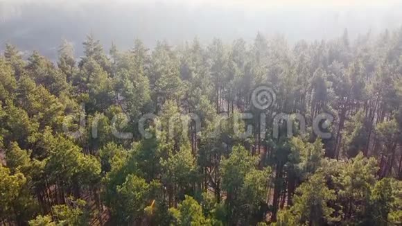 针叶林的俯视图松树天然木材上美丽的朝阳视频的预览图