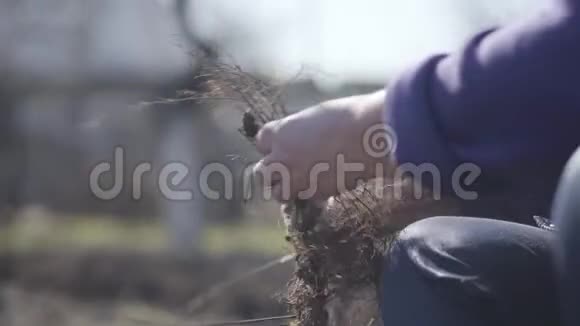 晴天剪除植物根的雌老手侧观无法辨认的白人高级妇女视频的预览图