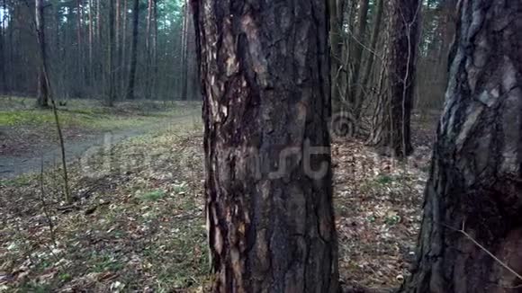 松林树皮纹理棕色树干自然和户外概念大自然的美视频的预览图