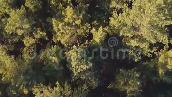 针叶林空中俯视低空飞越常绿松树顶部视频的预览图