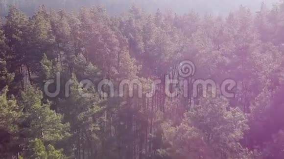 空中飞过松树顶美丽的森林在早晨的阳光照耀下闪耀视频的预览图