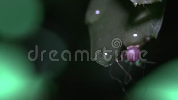 水滴顺着植物的叶子流下来植物护理视频的预览图