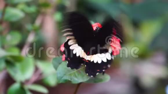 北美流行的热带昆虫物种白色海军蝴蝶的大型特写镜头视频的预览图