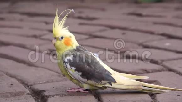 一只来自澳大利亚的热带鸟类雄鸡可爱的特写镜头视频的预览图