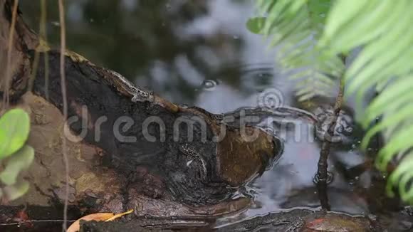 红树林中的紫穗槐马河岛塞舌尔视频的预览图