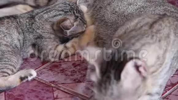 猫宝宝喝妈妈的奶背景视频的预览图