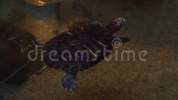 红滑龟在水中游泳来自南美和墨西哥的流行热带爬行动物物种视频的预览图