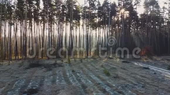 砍伐松树是由于大规模砍伐森林环境问题视频的预览图