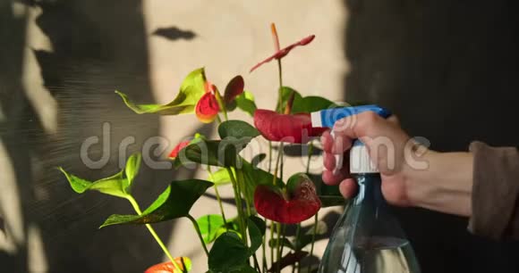 女人用喷雾器瓶子手工喷洒植物盆栽视频的预览图