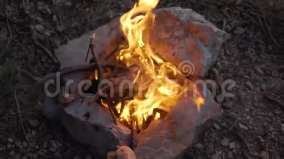 傍晚在森林里点燃了篝火火焰燃烧着灌木树枝视频的预览图