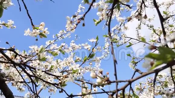 梨树开花视频的预览图