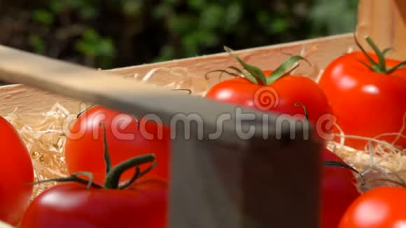 在阳光明媚的一天把一个成熟多汁的红西红柿放进木箱里视频的预览图