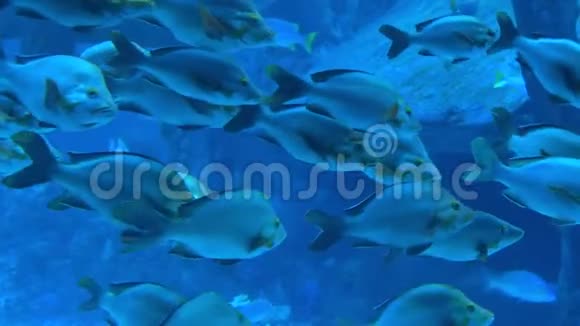 靠近水下蓝色海鱼游泳视频的预览图