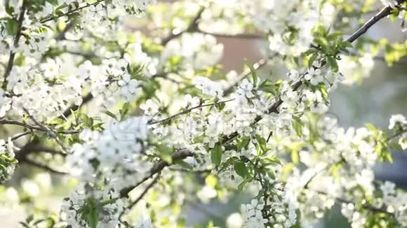 美丽的开花树枝苹果盛开的树枝樱桃白色的花朵自然的背景摘要春季浮浮视频的预览图