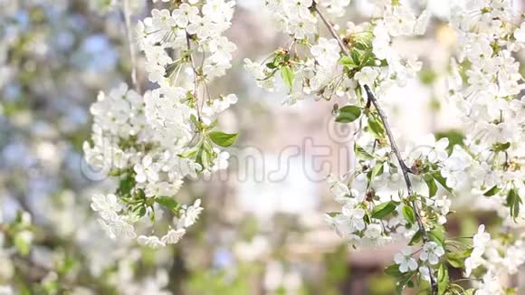 美丽的开花树枝苹果盛开的树枝樱桃白色的花朵自然的背景摘要春季浮浮视频的预览图
