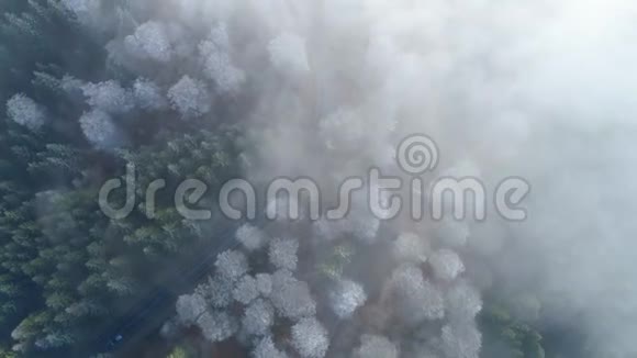 冬天早晨的森林树梢和雾视频的预览图