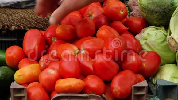 一堆红色的西红柿视频的预览图