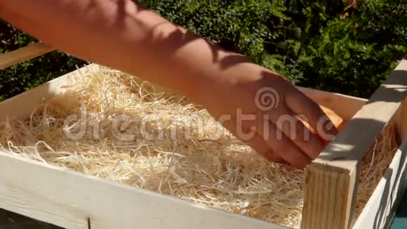 一只手把成熟的桃子放进木箱里的快速镜头视频的预览图