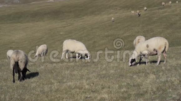 在高地的草地和田野里吃碎羊视频的预览图