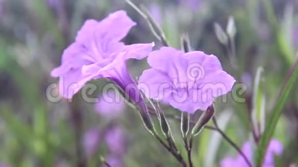 五颜六色的花朵甜美的紫色水葵或红茶从日出的光风中绽放和反射视频的预览图